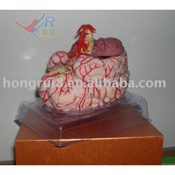 ISO Highly Detailed Brain Model with Cerebral Artery, Brain with Artery